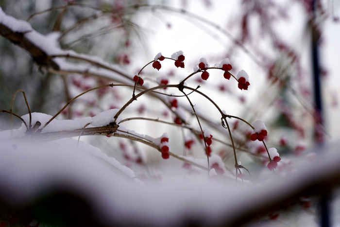 图片默认标题_fororder_1