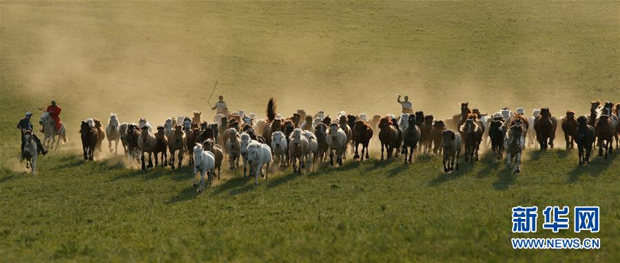 内蒙古：草原奔马