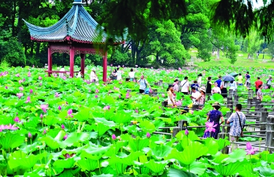 夏日花香滿江城