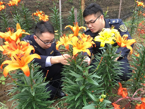 珠海为供往澳门年宵花卉设立“绿色通道”