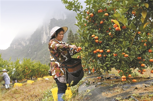 百色德保县建立示范园大力发展柑橘产业