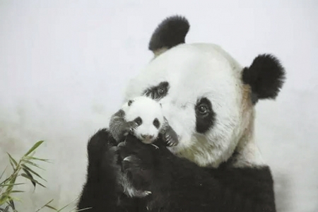 【热点新闻】上野回应"10年养死5只熊猫"：概率问题