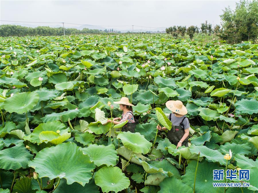 浙江湖州：美丽“荷花池”助力乡村旅游