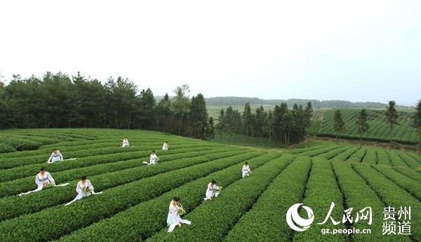 （黔茶贵水/市州 遵义）古城遵义：“中国茶业第一市”正逐渐崛起