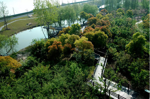 跟着时代的“烙印”看上海绿地变迁史