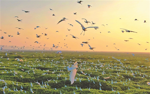 广西合浦：一大群白鹭在夕阳余晖下休憩、觅食