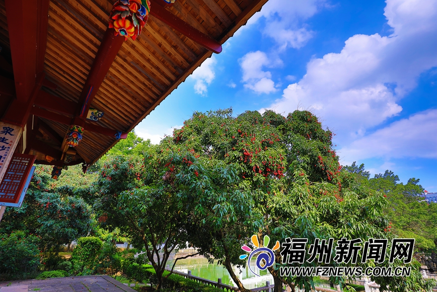 福州西禅寺：庭满荔树三百株 千年古刹荔枝香