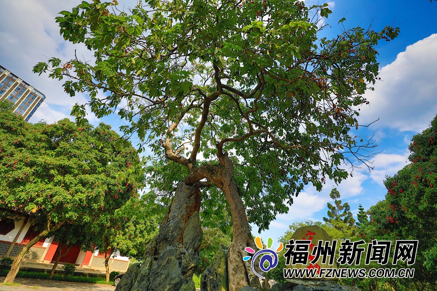 福州西禅寺：庭满荔树三百株 千年古刹荔枝香