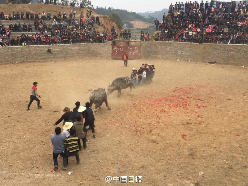 云南文山丘北斗牛庆春节 吸引周边村民