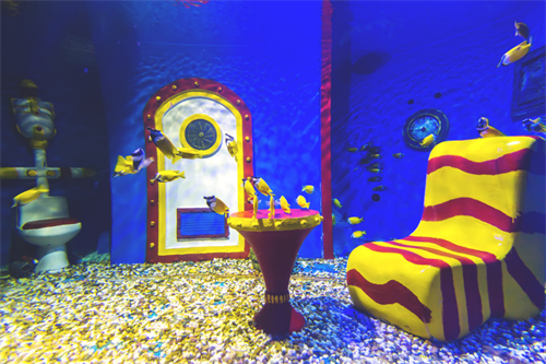 高温炎热说拜拜 大连圣亚海洋世界惬意智慧海洋游