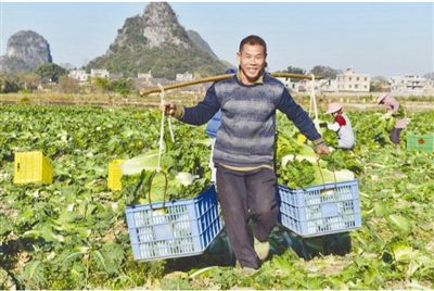 广西贺州：秋冬菜播种面积达1237万亩 成为重要“南菜北运”基地