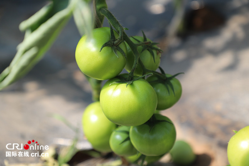 原創【即時新聞】【移動版】【CRI看山西-列表】【晉中專題 全景晉中】【晉中專題 要聞-列表】【晉中專題 焦點關注-列表】【三晉大地-晉中】晉中和順縣下石勒村：産業扶貧見實效