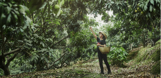 今日头条扶贫负责人杨洁：为什么别的平台挖不走今日头条三农创作者？