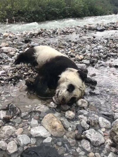 日本洗死大熊猫图片