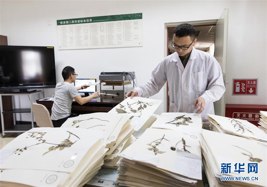中國數字植物標本館標本數量已超600萬