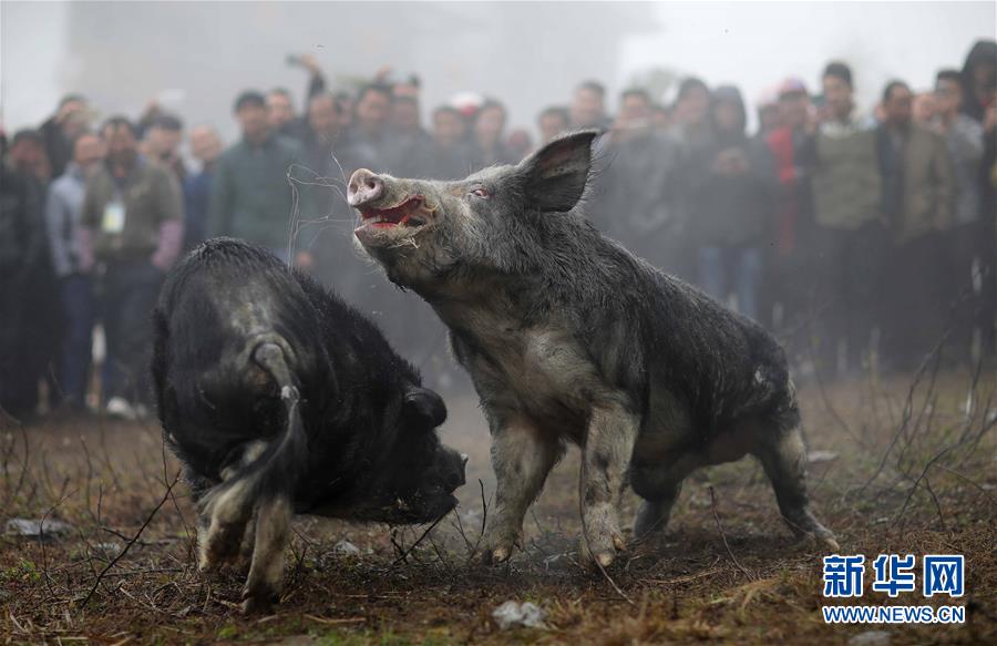 贵州丹寨的特色斗猪赛(组图)