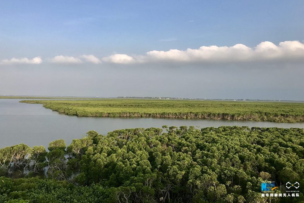 航拍海南東寨港紅樹林保護區 人與自然和諧相處