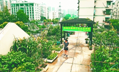 社区搭建“空中菜园” “公益农夫”种花种菜