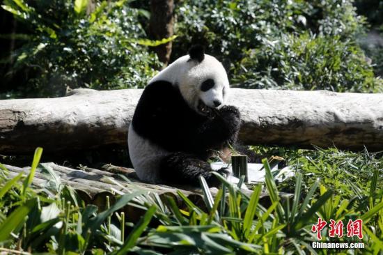 大熊猫的台北新年：“团团”值班、“圆仔”卖萌