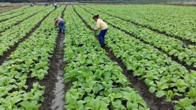 【聚焦两会·东西部扶贫协作】打造“菜蓝子”基地 把更多“黔货”运往粤港澳大湾区