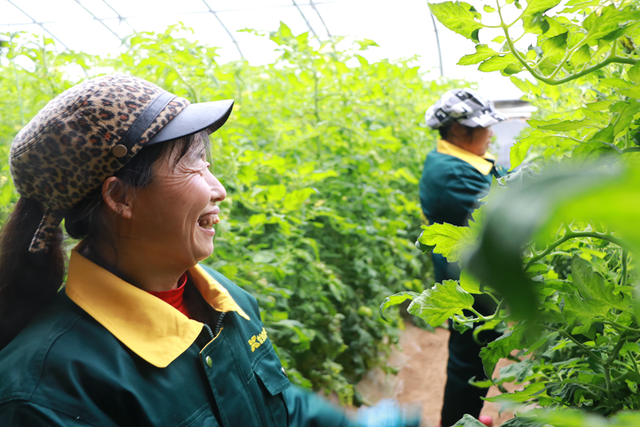富平“大糖西柿”走出陜西 京東農場全線賦能助農增收