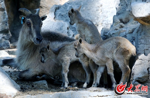 高萌组图!济南动物园新生小动物大盘点 高萌组图!济南动物园新生小动物大盘点
