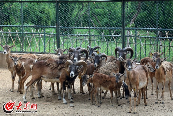 高萌组图!济南动物园新生小动物大盘点 高萌组图!济南动物园新生小动物大盘点