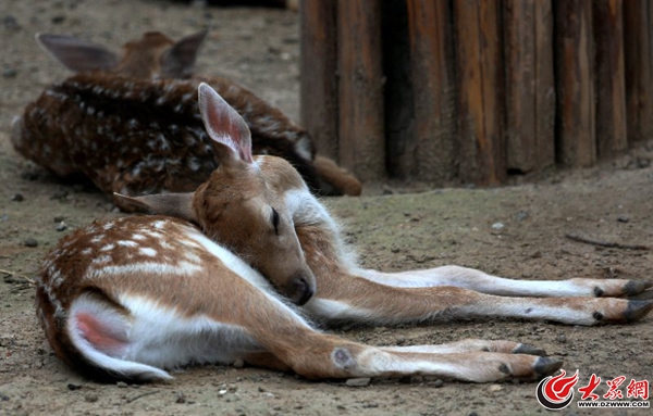 高萌组图!济南动物园新生小动物大盘点 高萌组图!济南动物园新生小动物大盘点