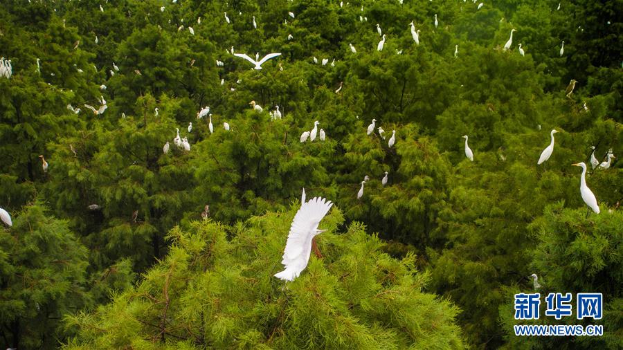 安徽：一行白鷺綠林間