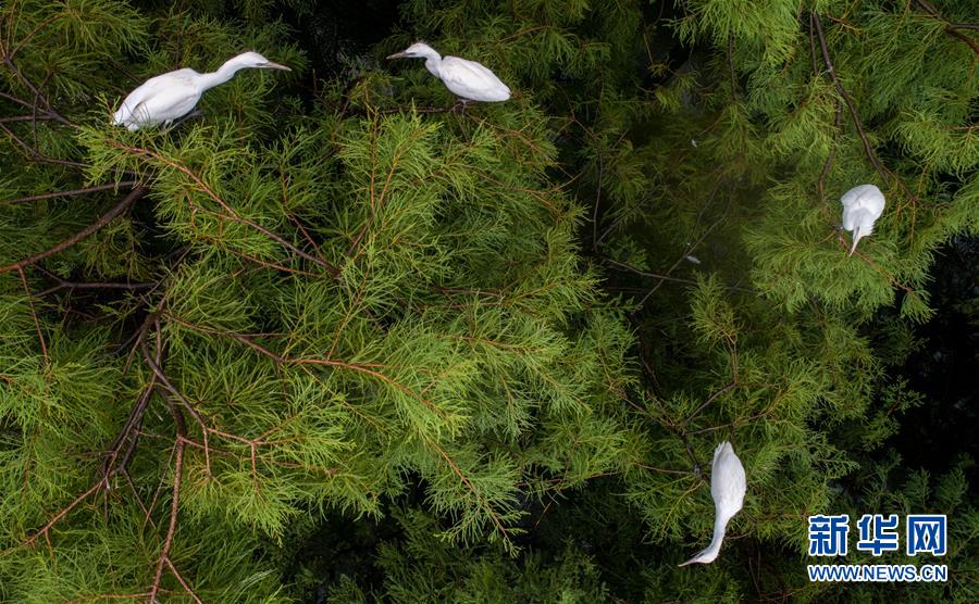 安徽：一行白鷺綠林間