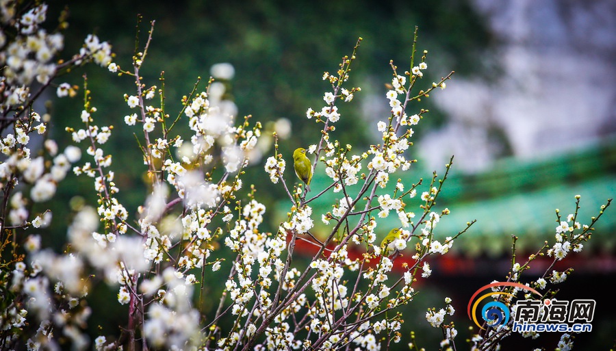 【旅游房产图文列表】【图片文尾】立春过后海口白梅飘香引客来