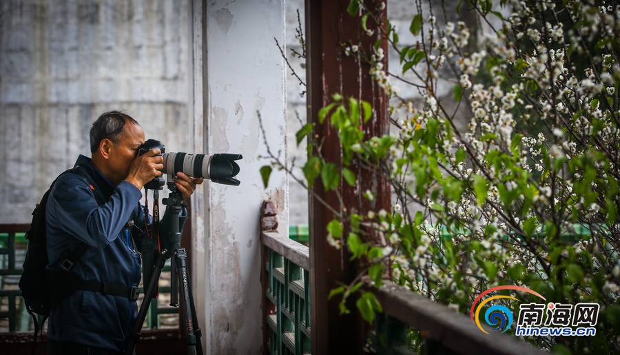 【旅游房产图文列表】【图片文尾】立春过后海口白梅飘香引客来