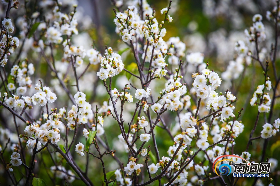 【旅游房产图文列表】【图片文尾】立春过后海口白梅飘香引客来