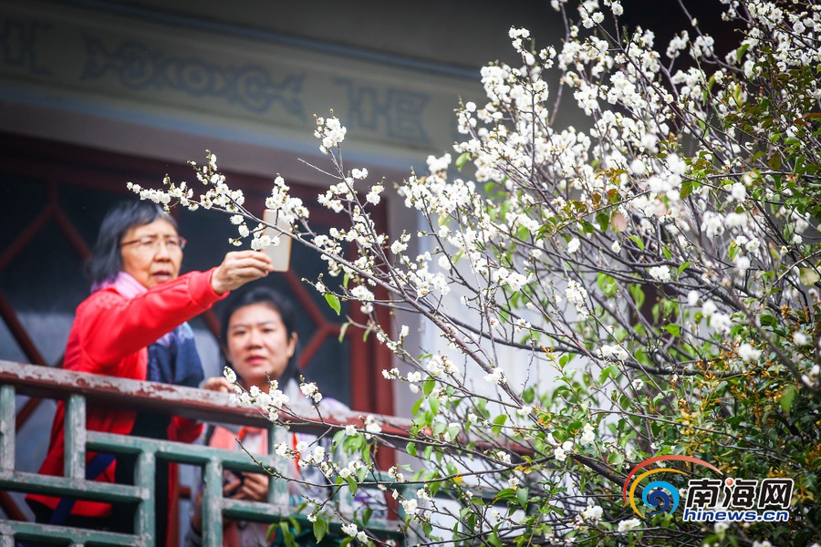 【旅游房产图文列表】【图片文尾】立春过后海口白梅飘香引客来