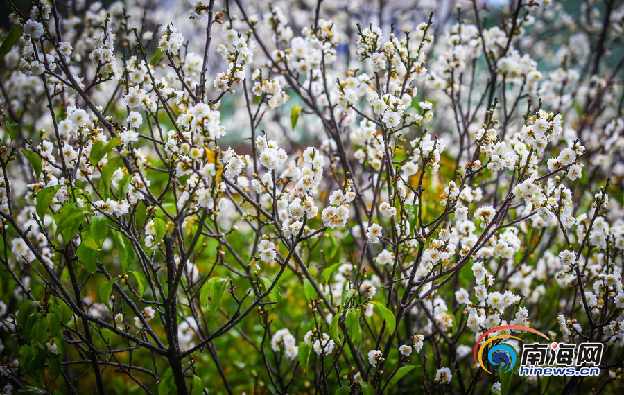【旅游房产图文列表】【图片文尾】立春过后海口白梅飘香引客来