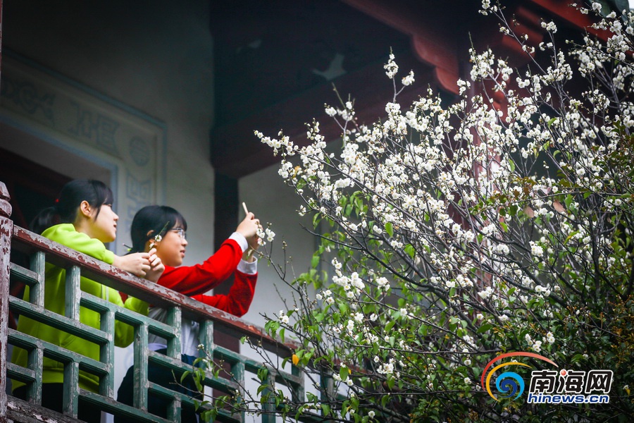【旅游房产图文列表】【图片文尾】立春过后海口白梅飘香引客来