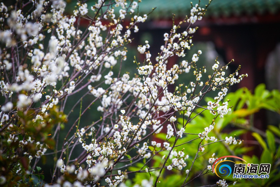 【旅游房产图文列表】【图片文尾】立春过后海口白梅飘香引客来