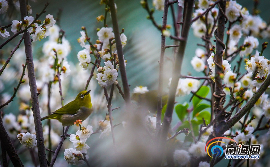 【旅游房产图文列表】【图片文尾】立春过后海口白梅飘香引客来