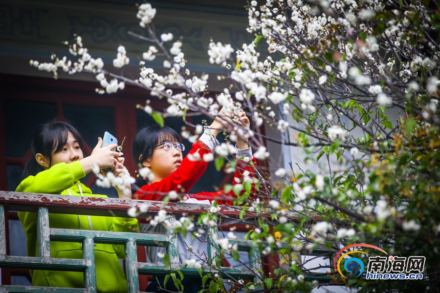 【旅游房产图文列表】【图片文尾】立春过后海口白梅飘香引客来