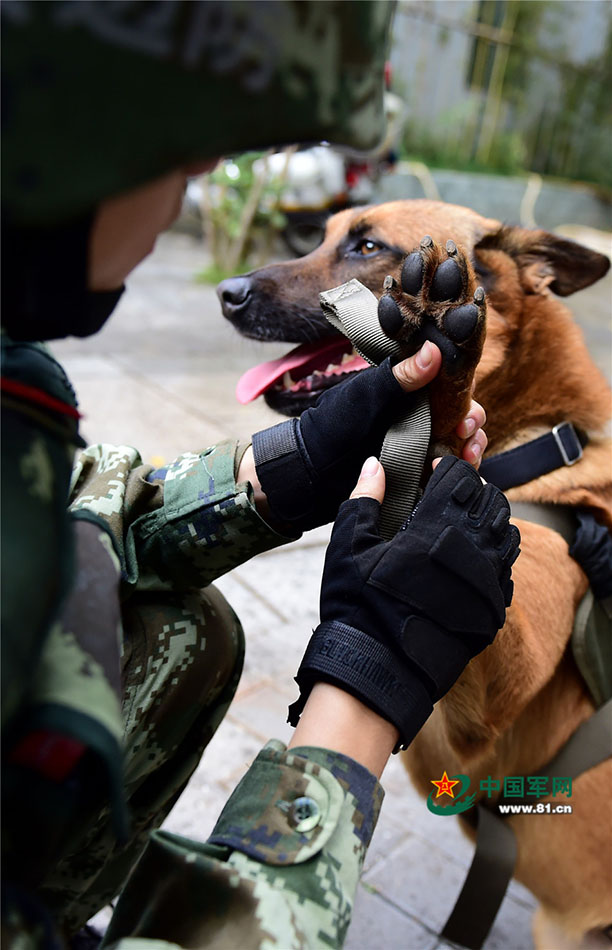 军营汪星人巡逻累了怎么办？兵哥给按摩