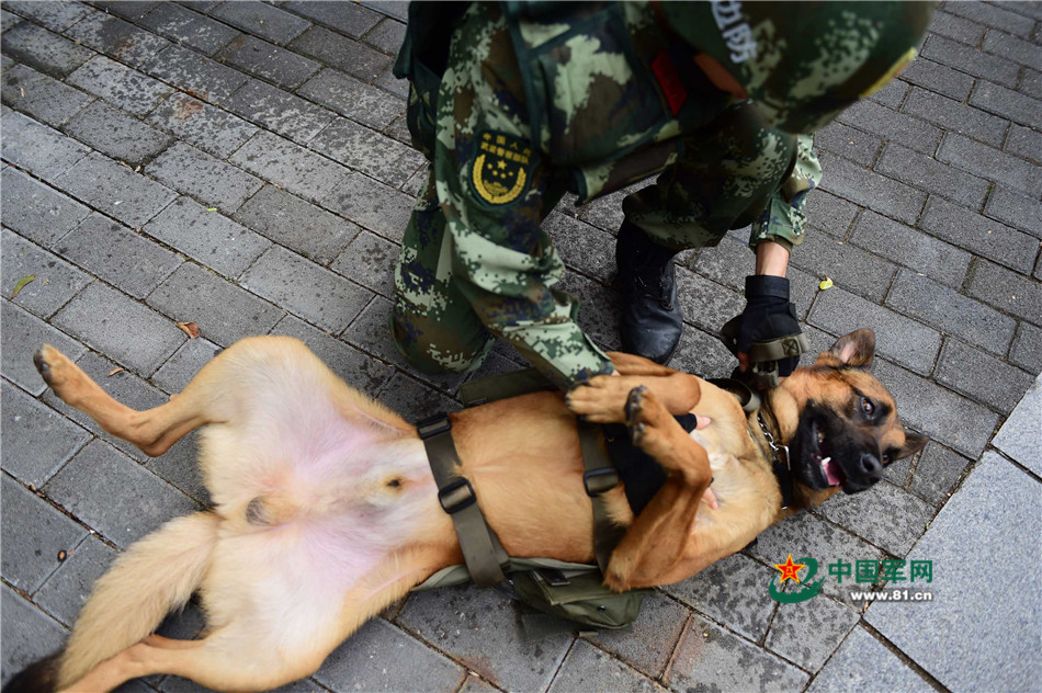 军营汪星人巡逻累了怎么办？兵哥给按摩