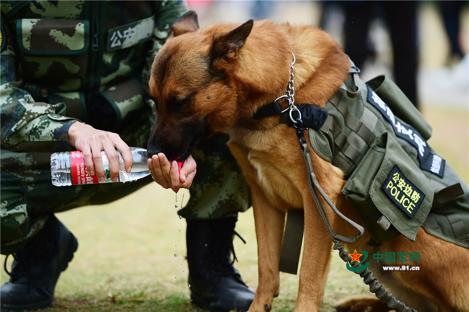 军营汪星人巡逻累了怎么办？兵哥给按摩