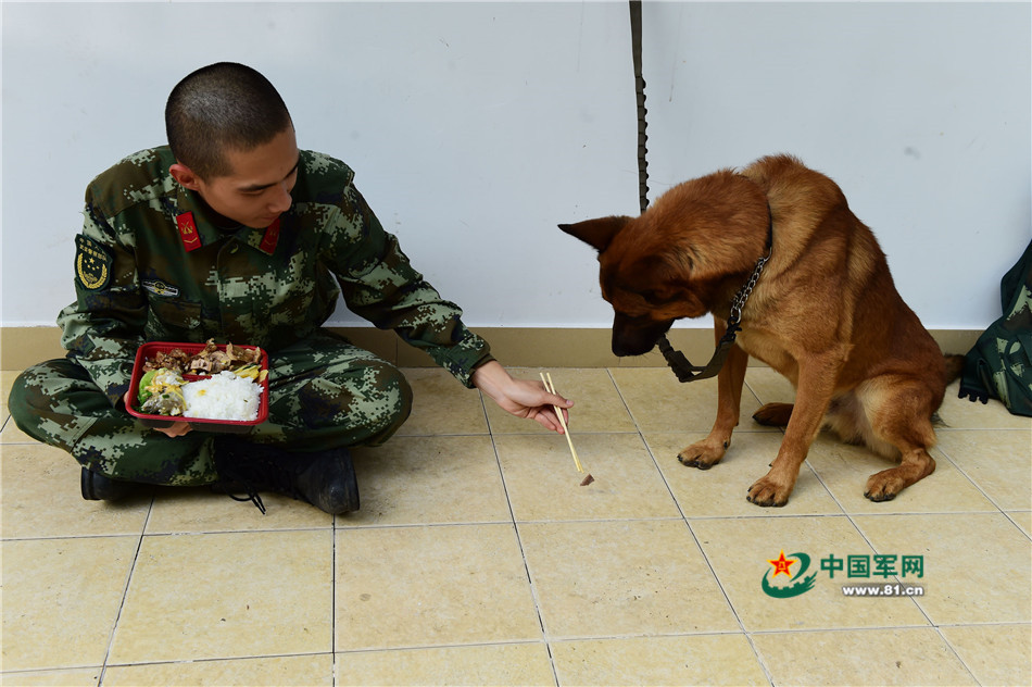 军营汪星人巡逻累了怎么办？兵哥给按摩