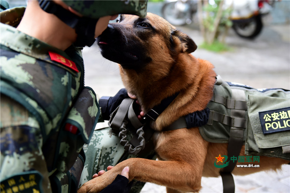 军营汪星人巡逻累了怎么办？兵哥给按摩