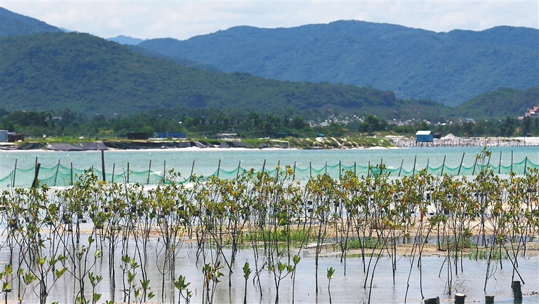 海南三亞：濕地環境好 招潮蟹回歸 紫水雞樂棲