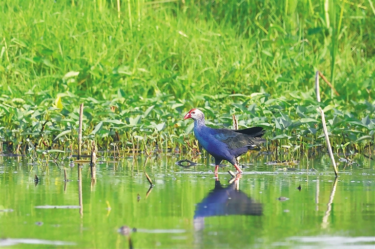 海南三亚：湿地环境好 招潮蟹回归 紫水鸡乐栖