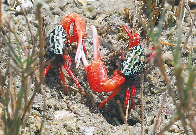 海南三亞：濕地環境好 招潮蟹回歸 紫水雞樂棲
