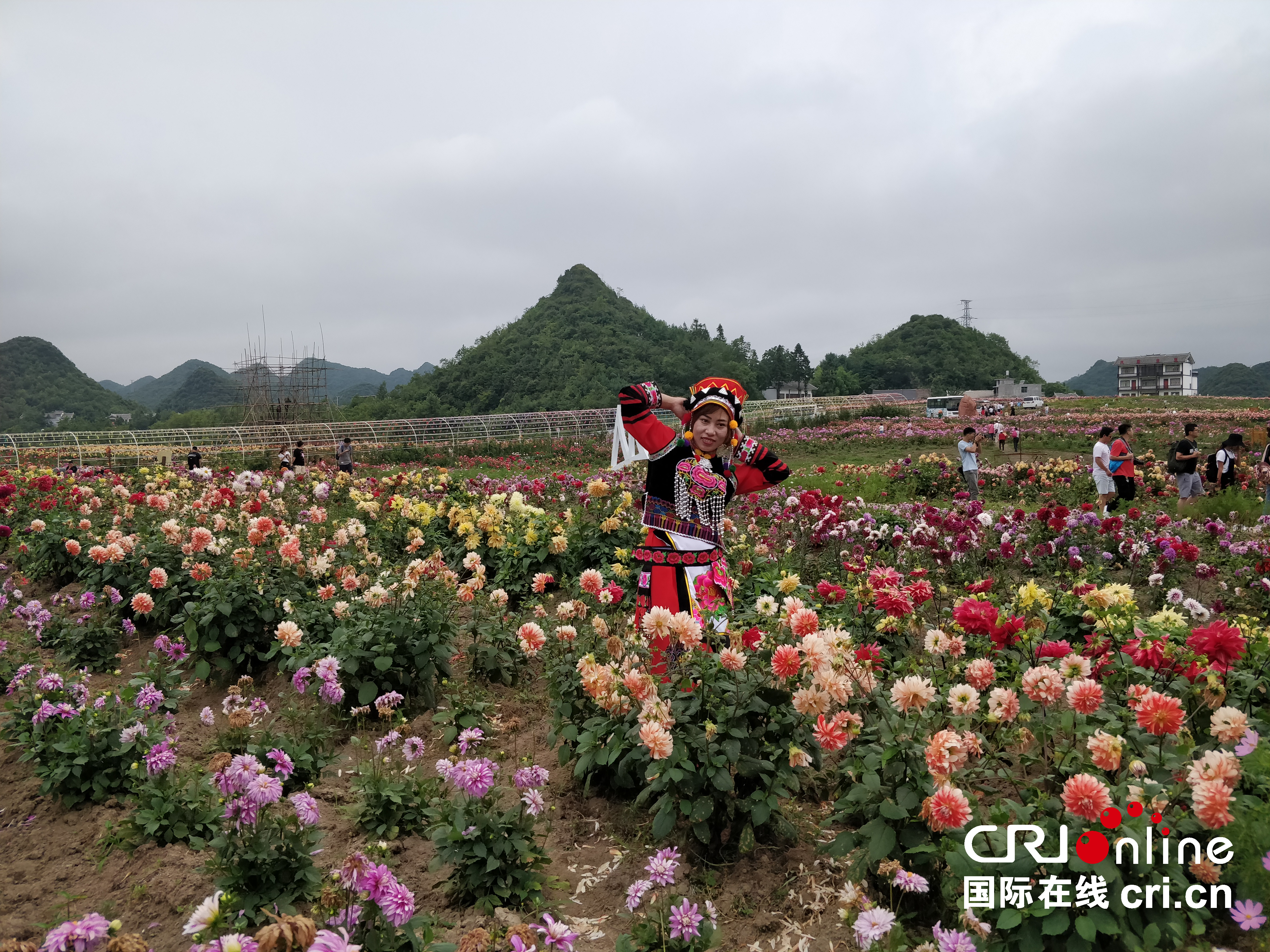 贵州毕节"花海毕节•月月旅游”形成品牌引爆市场