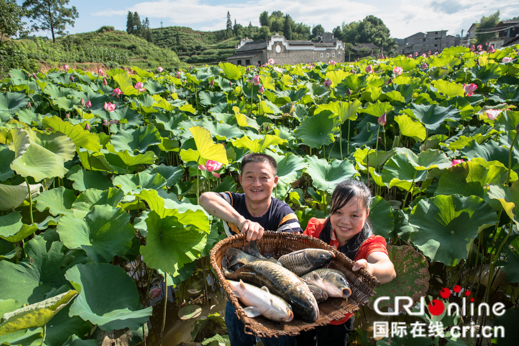 贵州天柱:“1+5”特色产业吸引大批青年返乡创业助脱贫
