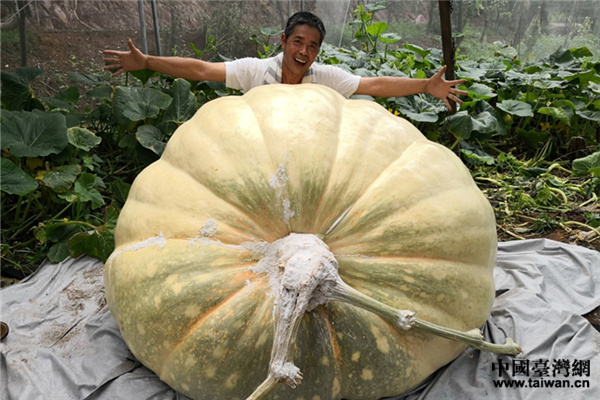 台农在梅州种出1040斤南瓜 或创中国最重南瓜纪录